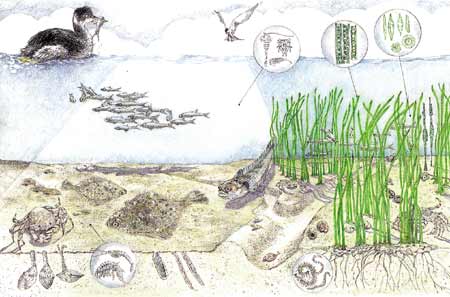 World Water Day Also Raise Awareness of Issues Relating To Water Habitats