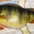 Big Jumbo Trophy Yellow Perch Big Jumbo Trophy Yellow Perch