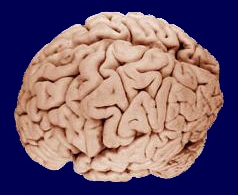 The Brain!