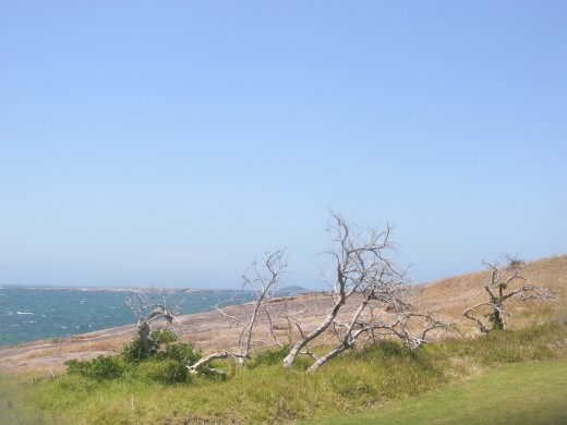 There is a dead tree where the garden was.