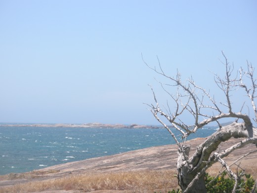 The tree with a sharp thorns of your past.