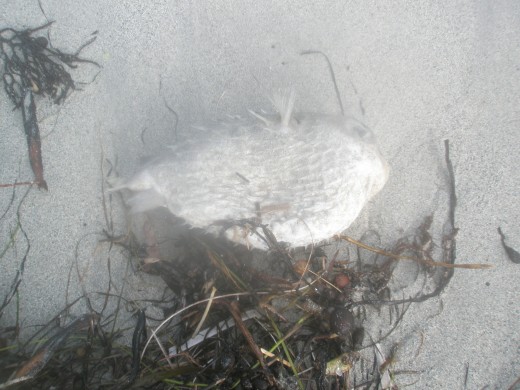 Your first blowfish