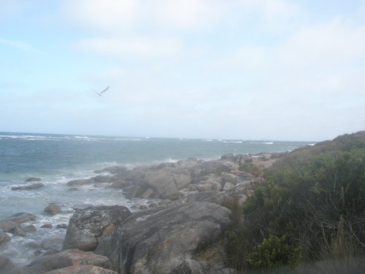A bird is flying above