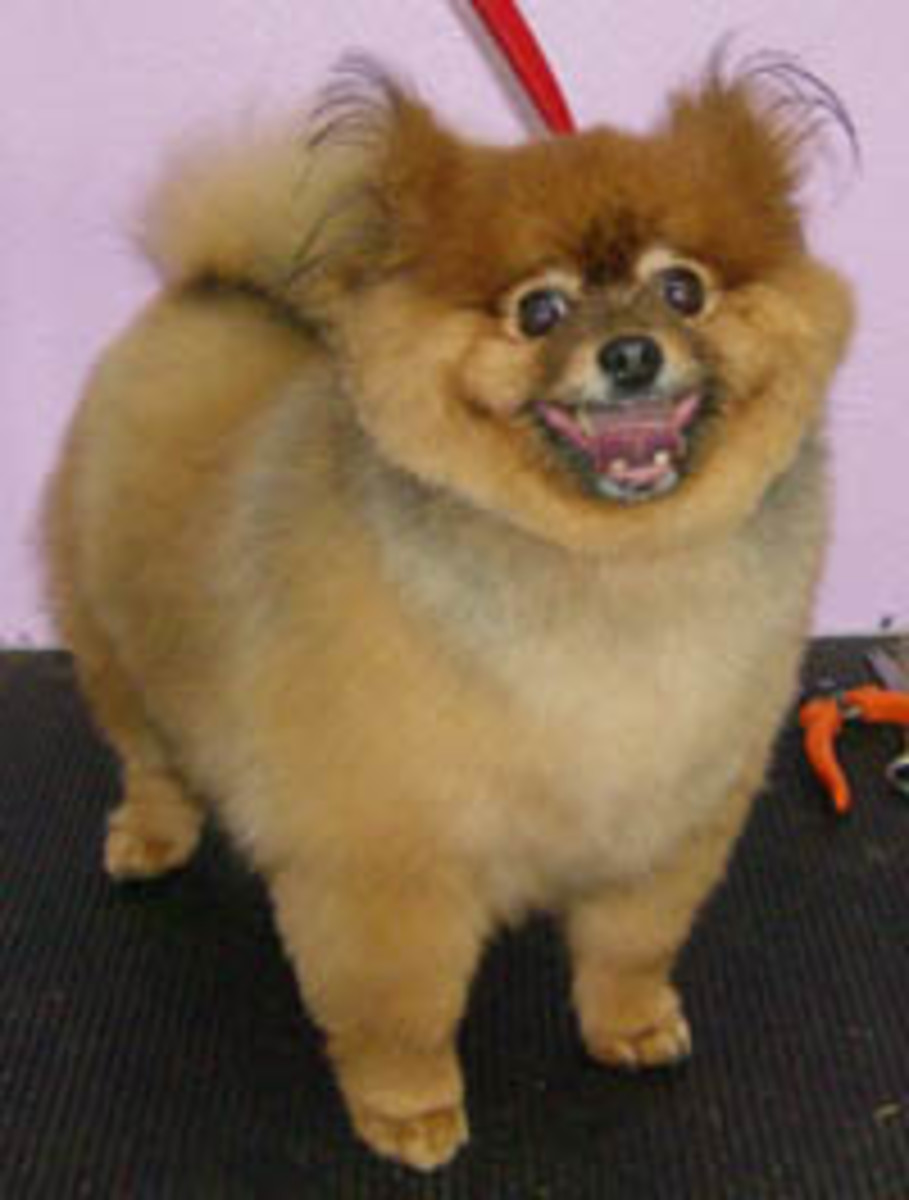 Dog Grooming Picture Gallery