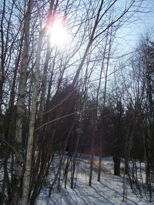 A winter sky filed with sun shining through the naked trees.