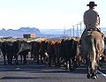 Rider with cattle on road. GNU free documentation