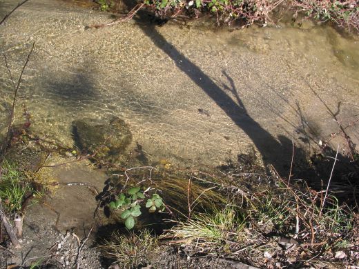 The  Area to the left of the bridge  has wild blackberries and stoney creeks.