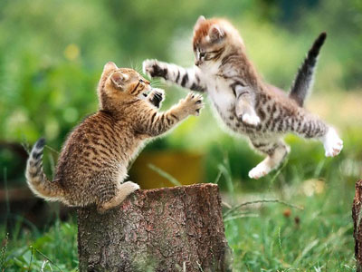 Little felines in their natural environment. (c) allbestwallpapers.com