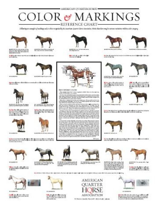 Horse Breeds and Coloring | hubpages