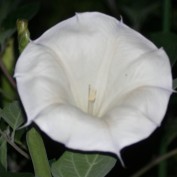 aschmoll2 profile image