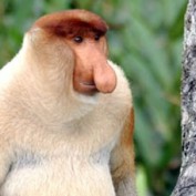 wacknuts profile image