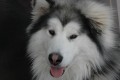 Funny Story About Grooming A Malamute