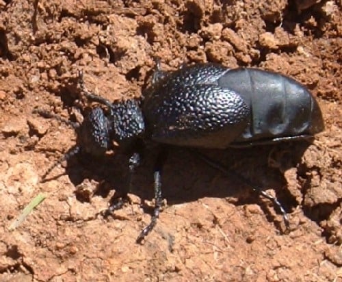 Oil Beetle