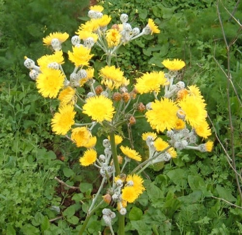 Canary Island Sowthistle