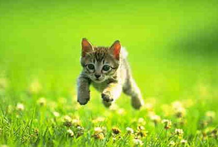 Don't keep your kitten away from this joy! (c)clevelandseniors.com 