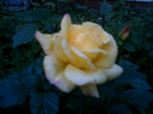 Hybrid tea roses are common and widespread for their color variety and strength.