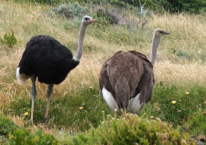 An amazing ostrich couple!