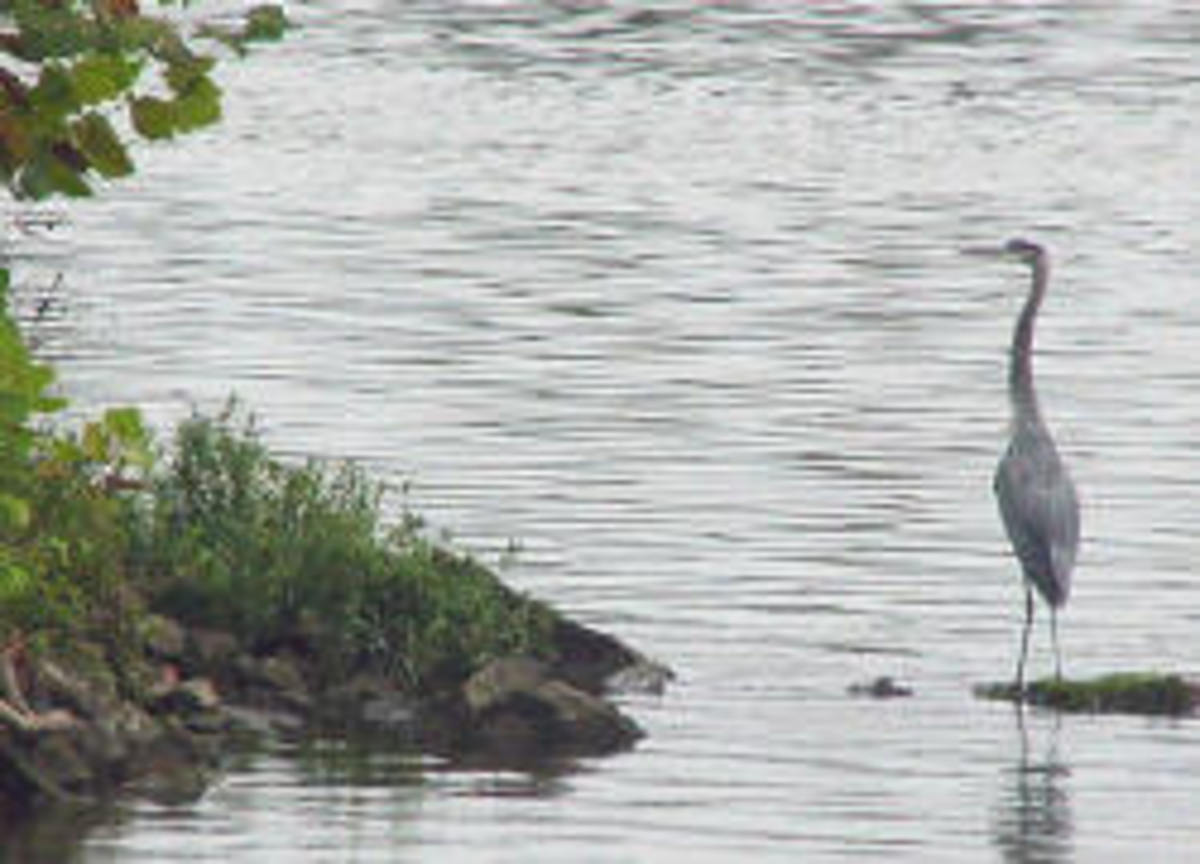 Heron at the Cheatham Wildlife Management Area, Army Corps of Engineers.