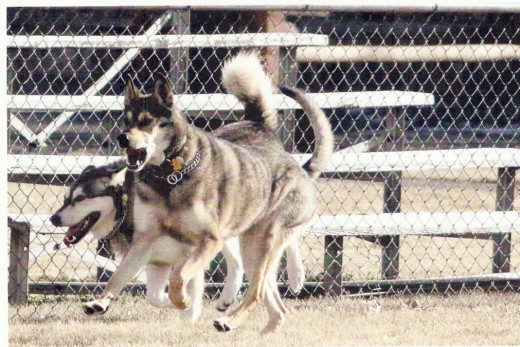 The fearsome twosome - Kodi and Denaya - Photos by Audrey Kirchner
