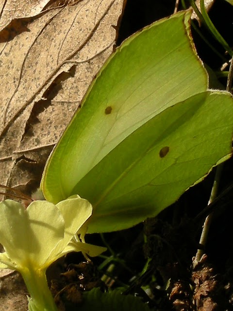 particular of the fairy-like butterfly