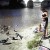 They always walk if they know we are going to feed the ducks! 