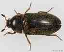 Adult Dermestes Beetle