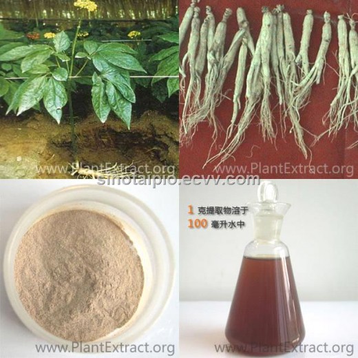 Panax Ginseng - Root - Extract