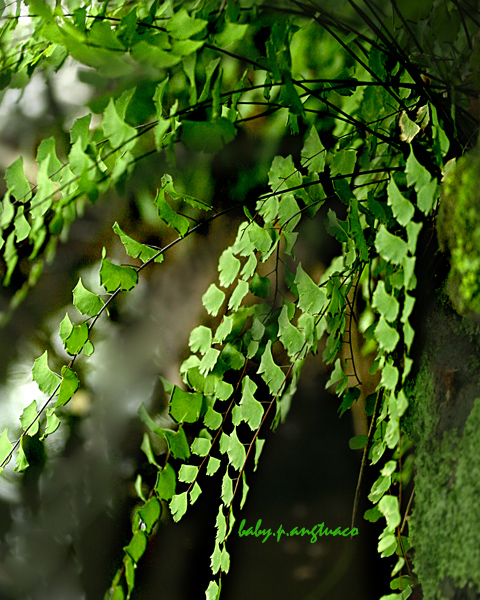 maidenhair fern growing on a rock crevice