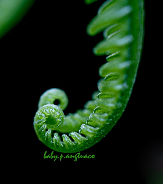 fern symmetry and curve