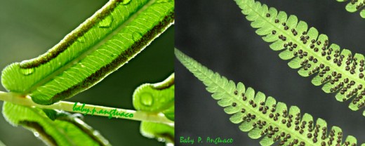 Fern fronds showing spores