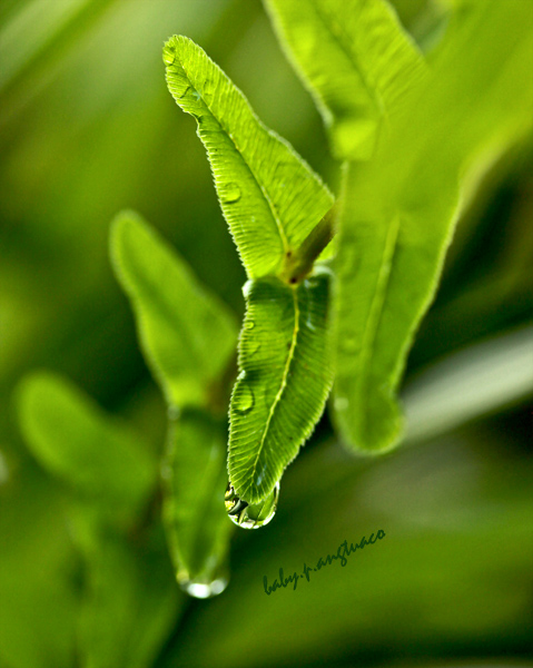 simple symmetry in fern leaflets