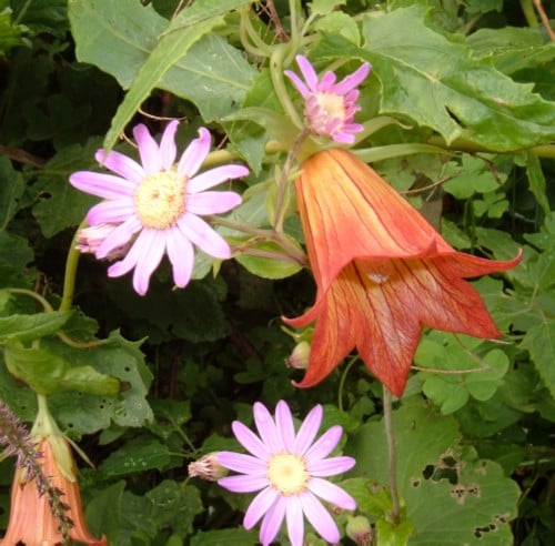 Wild flowers in Taborno