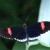 This is a Small Postman. There are other ones that look very different from this one. It has larger wings with similar markings to a monarch. This is a Small Postman. There are other ones that look very different from this one. It has larger wings with similar markings to a monarch.
