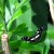 This is possibly a tropical swallowtail. Swallowtails are named for what appear to be a tail that hellps in gliding. Birds sometimes mistake the tail for the head. This is beneficial, because they are only eating a part of the wing. This is possibly a tropical swallowtail. Swallowtails are named for what appear to be a tail that hellps in gliding. Birds sometimes mistake the tail for the head. This is beneficial, because they are only eating a part of the wing.