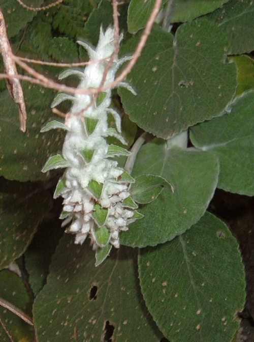 Sideritis macrostachya