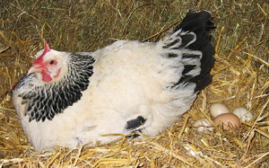 Hen with freshly laid eggs - chicken coop at home in Derbyshire, England