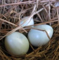 Eggs au Naturel