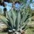 Agave