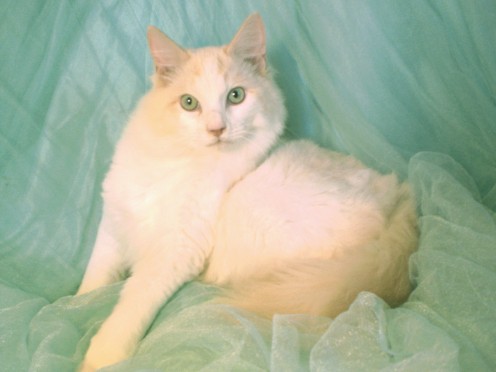 soft green eyes
