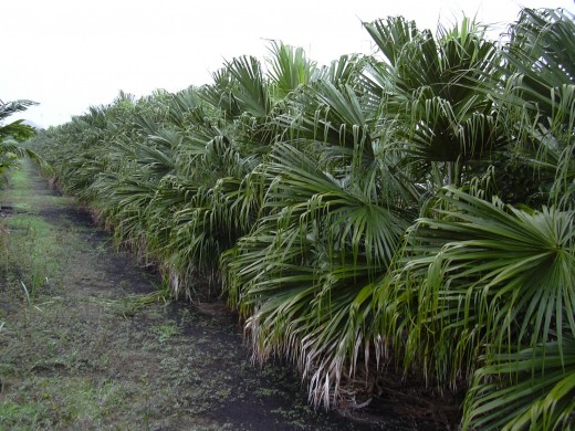 Chinese Fan Palms Chinese Fan Palms