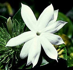 Single Jasmine Flower - Beautiful, rare, and unique