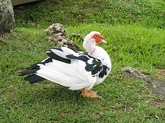 Photo courtesy of Rupa_Prasenjit of Flickr Photos