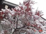 Beautiful snow-covered Cherry tree in blossom.