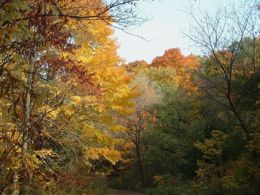 Glorious fall foliage - Photo by timorous