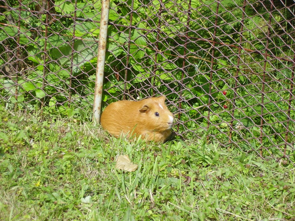 Guinea Pigs Pets To Keep The Lawn Down