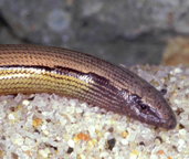 Silvery legless lizard. Photo by R. G. Sprackland.