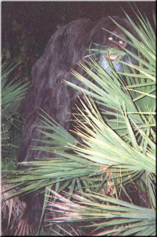 The first of the two Myakka skunk ape photographs taken in 2000