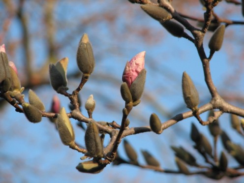 Buds are showing color of flowers to come on this dogwood hybrid