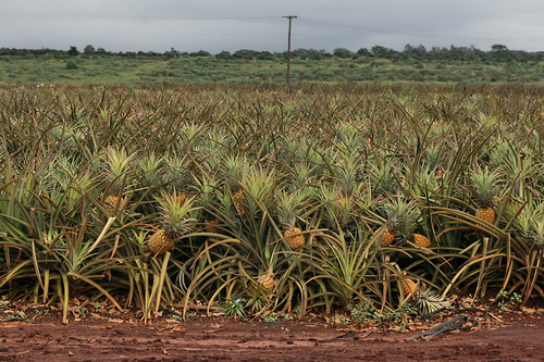Pineapple "trees"