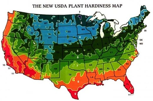 Planting Your Bare Root & Container Rose Types | hubpages